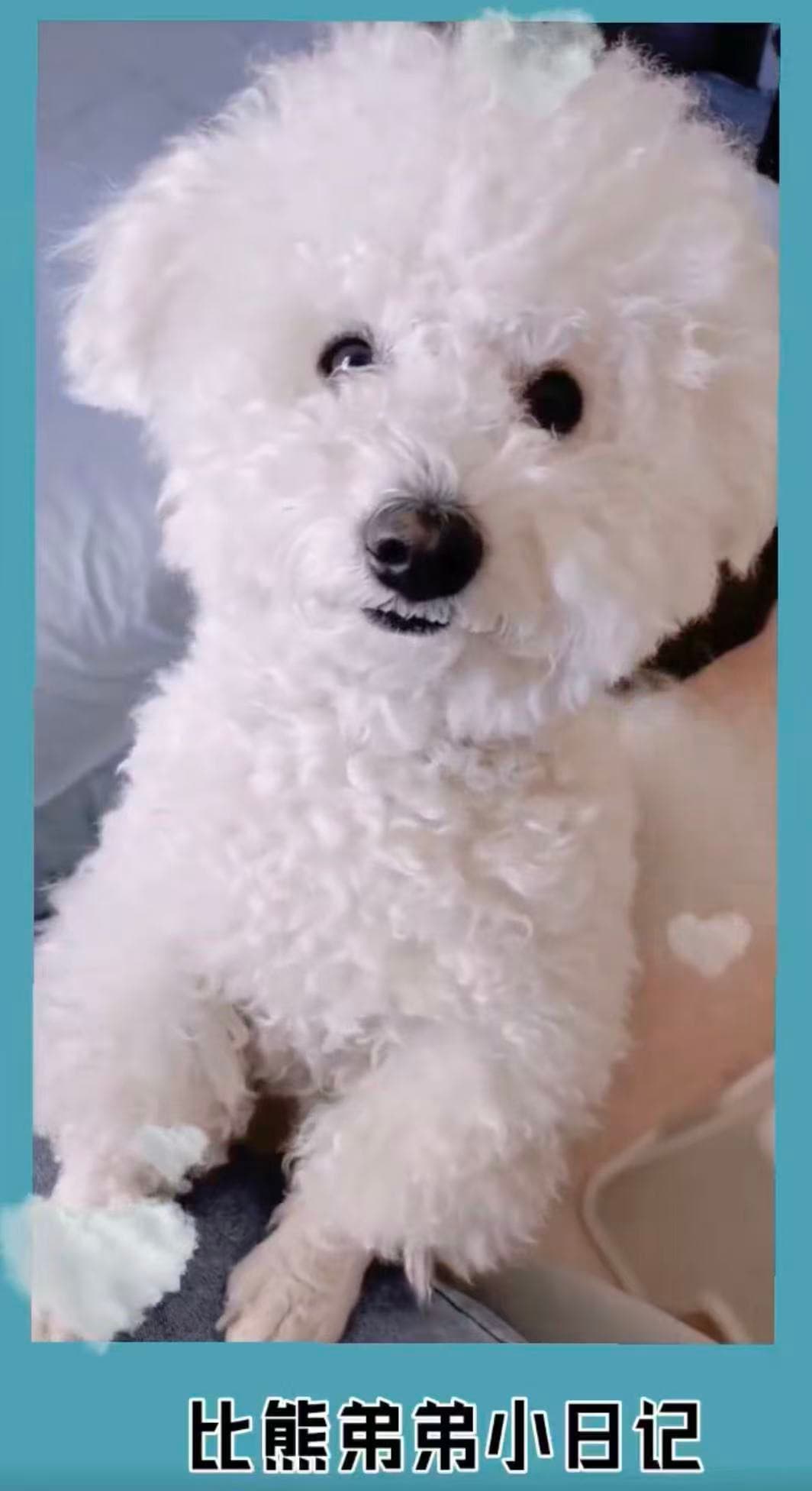 BICHON FRISE